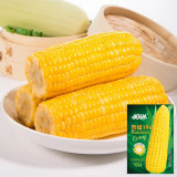 Lutian 196 Sweet Corn Seeds, High Yield Sweet Corn Seeds, Premium Sweet Corn, Nutrient-Rich, White Cob Yellow Kernels