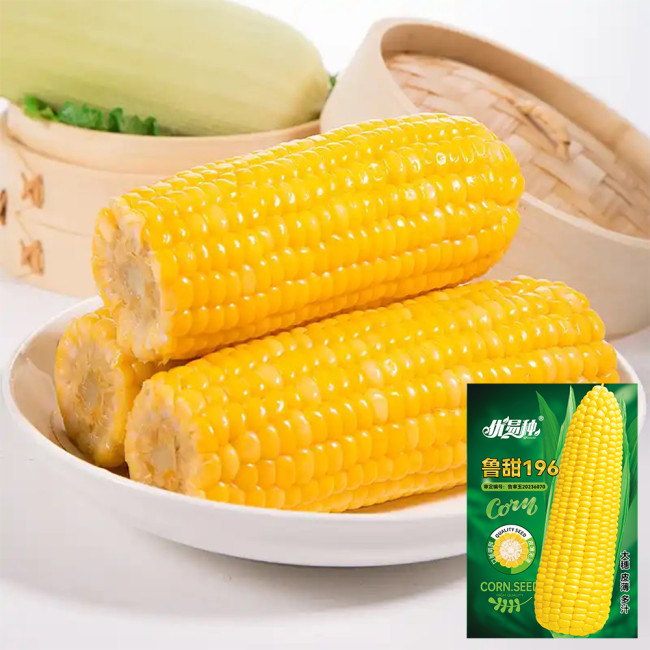 Lutian 196 Sweet Corn Seeds, High Yield Sweet Corn Seeds, Premium Sweet Corn, Nutrient-Rich, White Cob Yellow Kernels