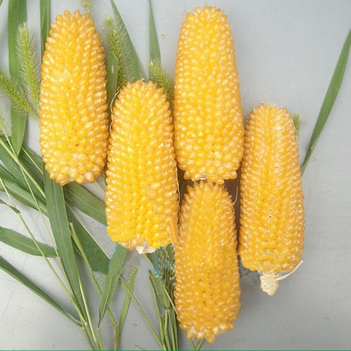 Mini Strawberry-Shaped Yellow Corn Seeds – Sweet & Decorative | Compact Edible Variety for Pots & Gardens