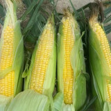 Lutian 196 Sweet Corn Seeds, High Yield Sweet Corn Seeds, Premium Sweet Corn, Nutrient-Rich, White Cob Yellow Kernels