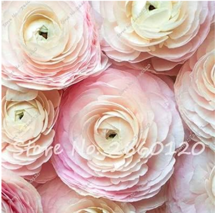 Ranunculus Flower Bonsai Home DIY Persian Buttercup Plant Bonsai - (Color: 1)