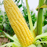 Lutian 196 Sweet Corn Seeds, High Yield Sweet Corn Seeds, Premium Sweet Corn, Nutrient-Rich, White Cob Yellow Kernels