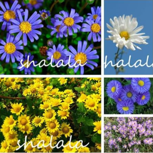 Ground Cover Seeds Chrysanthemum Multi Color Flower for Home Garden (Color: Mixed)