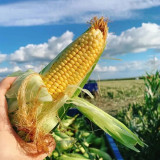 Lutian 196 Sweet Corn Seeds, High Yield Sweet Corn Seeds, Premium Sweet Corn, Nutrient-Rich, White Cob Yellow Kernels