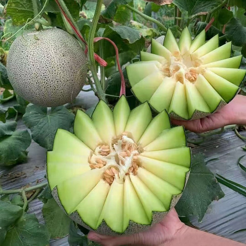Dumi 101 Muskmelon Seeds, F1 Hybrid Muskmelon, Early Maturing, Thick-Fleshed, High Sugar, High Yield 