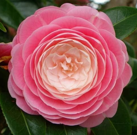 Camellia Seed Plants Common Camellia Flowers Perennial (Color: 8)