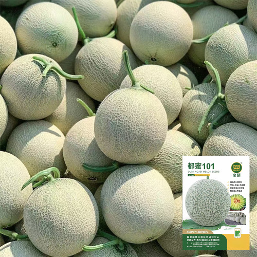 Dumi 101 Muskmelon Seeds, F1 Hybrid Muskmelon, Early Maturing, Thick-Fleshed, High Sugar, High Yield 