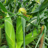 Lutian 196 Sweet Corn Seeds, High Yield Sweet Corn Seeds, Premium Sweet Corn, Nutrient-Rich, White Cob Yellow Kernels