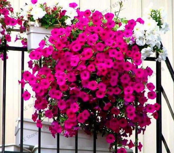 Hanging Petunia Flores Melissa Original Flower plantas Perennial Flowers (Color: 16)