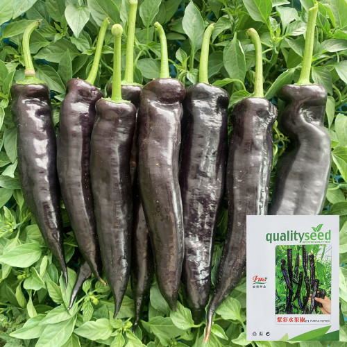 F1 Hybrid Purple Pepper Seeds, Anthocyanin-Rich Purple Pepper, Early Maturing, High Yield, Disease Resistance