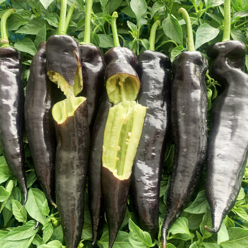 F1 Hybrid Purple Pepper Seeds, Anthocyanin-Rich Purple Pepper, Early Maturing, High Yield, Disease Resistance