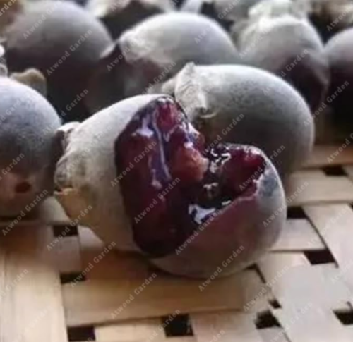 Rare Myrtle Tree Evergreen Perennial Plants Outdoor Plant