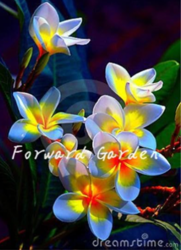 Garden Plumeria Seed Frangipani Mixed Color Egg Flower (Color: 14)
