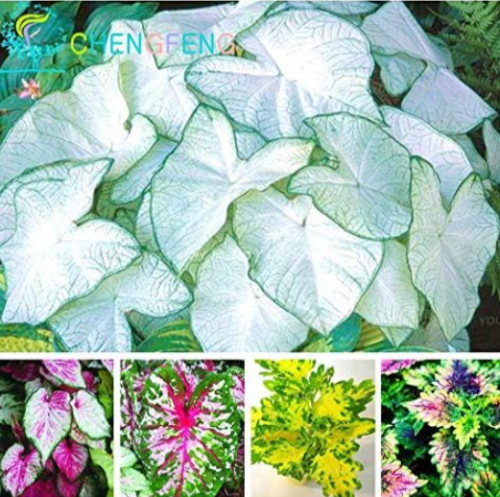 Rare Coleus Plants Seeds Rainbow Coleus (Color: Multi-Colored)