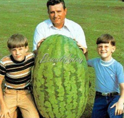 Giant Watermelon Seed Sweet Taste Very Giant - (Color: 13)