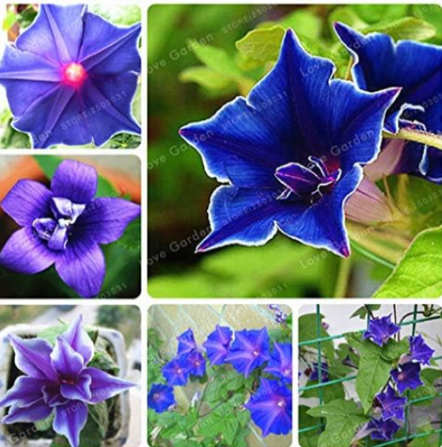 Picotee Blue Morning Glory Seed for Home Garden Easy to Grow