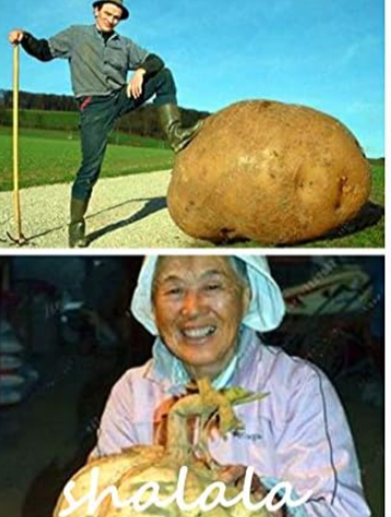 Giant Potato Organic Green Outdoor Vegetable Heirloom
