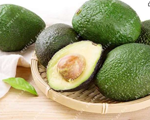 Rare Green Exotic Avocado Very Persea Americana Mill Pear Fruit Home Garden Seed