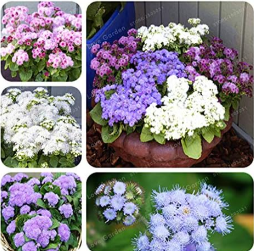 Ageratum Conyzoides Seed Rare Beautiful Flower Seed (Color: Mix)
