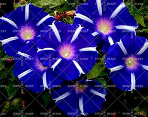 Mixed Morning Glory Rare Climbing Flower Perennial (Color: 3)