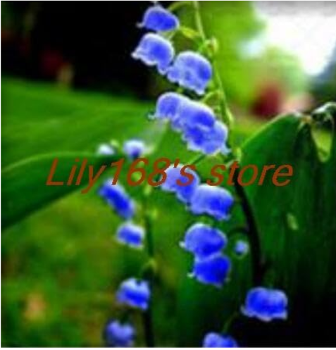 Lily of The Valley Seed Bell Orchid Seed decorative flowers (Color: A14)