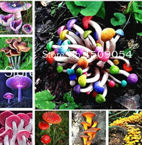 Rare Mushroom Seed Succlent Plants Edible Ornament (Color: Mixed)