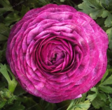 Ranunculus Flower Seed Balcony Potted Ranunculus Asiaticus Flower (Color: 1)