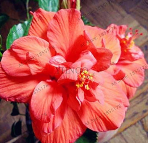 Multiple Colors Hibiscus mutabilis Seed, Perennial Flower Home& Garden Plant use - (Color: 7)