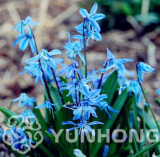 Blue Bell Flower Seed Beautiful Flower Seed (Color: 4)