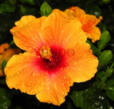 Hybrid Tropical Hibiscus Flower Seed China Rose Hibiscus Rosa