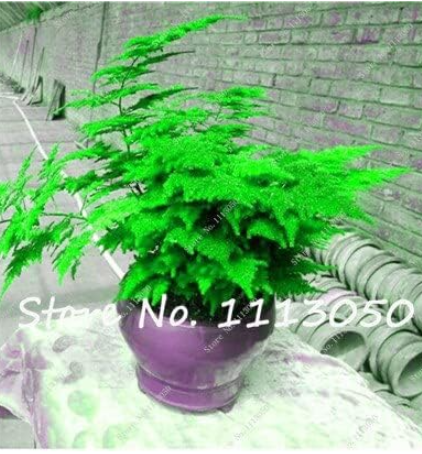 sparagus Densiflorus Grass Seed (Color: 6)