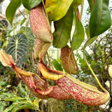 Nepenthes mirabilis Seeds Mixed – Grow Your Own Exotic Carnivorous Pitcher Plants