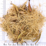 Nepenthes mirabilis Seeds Mixed – Grow Your Own Exotic Carnivorous Pitcher Plants