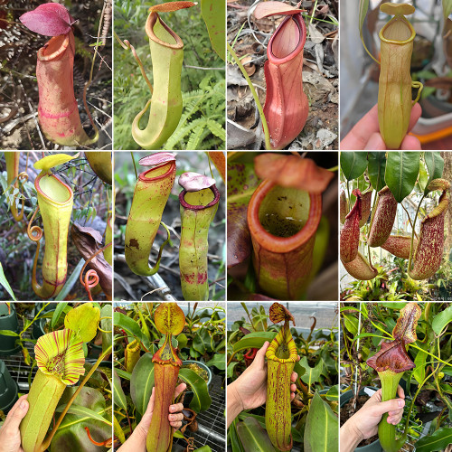 Nepenthes mirabilis Seeds Mixed – Grow Your Own Exotic Carnivorous Pitcher Plants