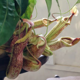 Nepenthes mirabilis Seeds Mixed – Grow Your Own Exotic Carnivorous Pitcher Plants