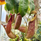 Nepenthes mirabilis Seeds Mixed – Grow Your Own Exotic Carnivorous Pitcher Plants
