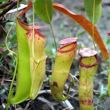 Nepenthes mirabilis Seeds Mixed – Grow Your Own Exotic Carnivorous Pitcher Plants