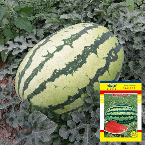 Xiashi No.5 Watermelon Seeds, High-Quality Watermelon Seeds, High-Yield, Disease Resistant, Deep Red Flesh, 12% Brix Sweetness