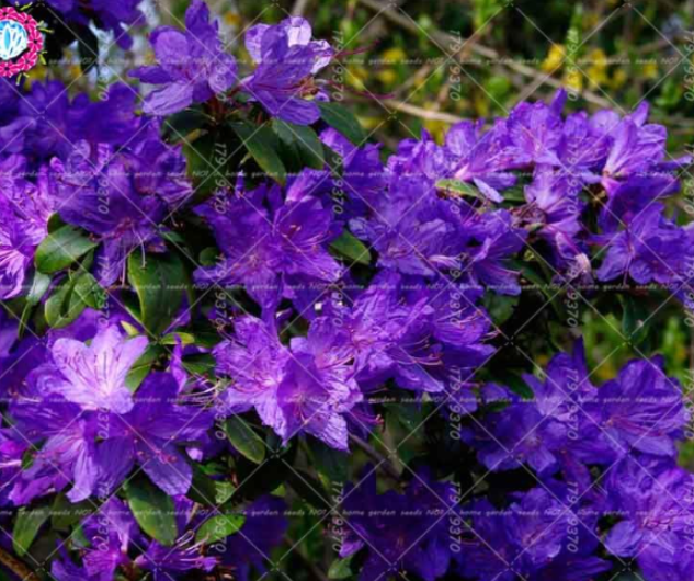Azalea Rhododendron simsii Seed Perennial Evergreen Shrub (Color: 3)