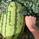 Xiashi No.5 Watermelon Seeds, High-Quality Watermelon Seeds, High-Yield, Disease Resistant, Deep Red Flesh, 12% Brix Sweetness