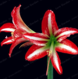 Amaryllis Bulbs (Color: 5)
