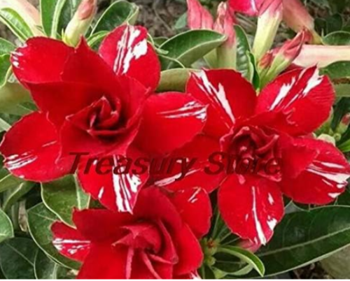 Desert Rose Seed Ornamental Plant (Color: A16)
