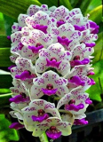 Cymbidium Orchid Seeds (Color: Mix)