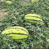 Xiashi No.5 Watermelon Seeds, High-Quality Watermelon Seeds, High-Yield, Disease Resistant, Deep Red Flesh, 12% Brix Sweetness