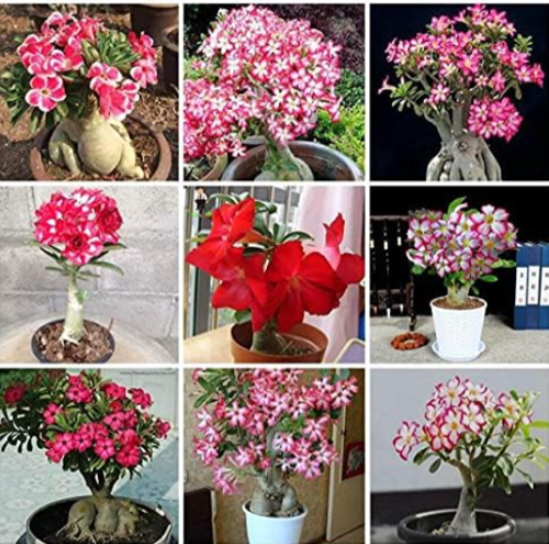 Desert Rose Plant Seeds Air Purification for Home Garden