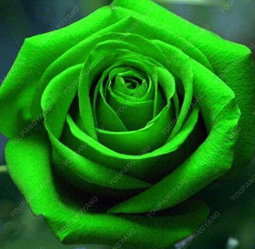 Rose Flower Rare Seed Plant for Home Garden (Green)