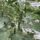 Guangliang No.74 Fruit Cucumber Seeds, Hybrid Cucumber Seeds, Early Maturing, High Yield