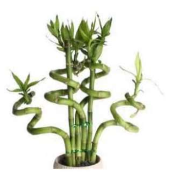 Rare Exotic Lucky Bamboo Seeds Perennial Bonsai Ornamental Bambusa