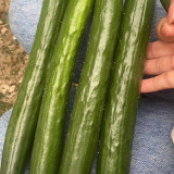 Guangliang No.74 Fruit Cucumber Seeds, Hybrid Cucumber Seeds, Early Maturing, High Yield