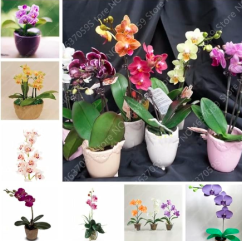 Japanese Mini Orchid Seeds (Color: Mixed)